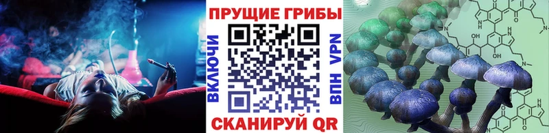 darknet клад Вихоревка Галлюциногенные грибы Psilocybine cubensis